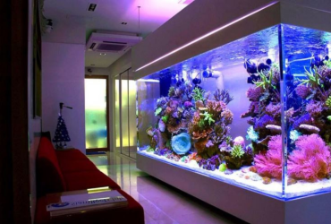 profesyonel-akvaryum-imalati-kurt-akvaryum