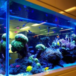 Akvaryum Kurulumu Nasıl Yapılmalıdır?