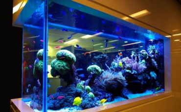 akvaryum-kurulumu-nasil-yapilir akvaryum-kurulumu-nasil-yapilir