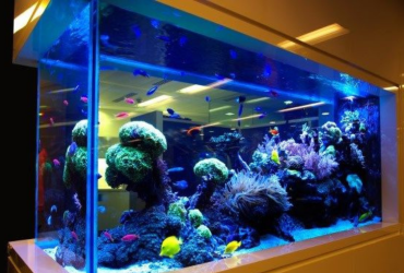 akvaryum-kurulumu-nasil-yapilir