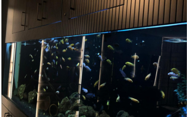 kurt-akvaryum-profesyonel-akvaryum-kurulumu