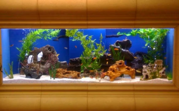 profesyonel-akvaryum-imalati-neden-onemlidir profesyonel-akvaryum-imalati-neden-onemlidir